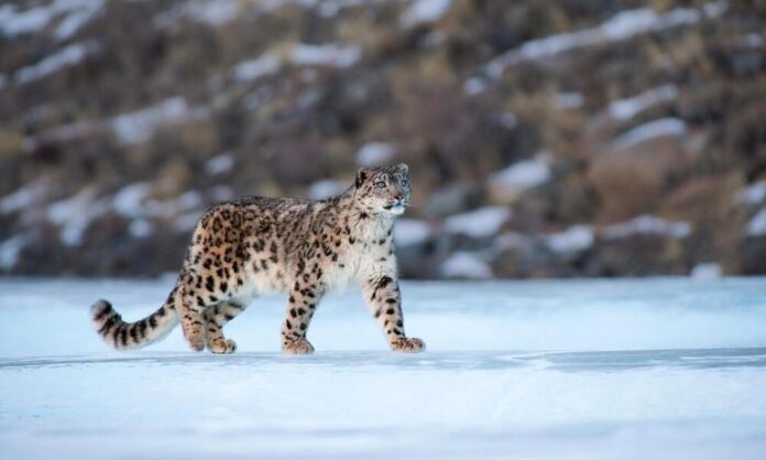 Snow leopard in the mountains of Himachal Pradesh